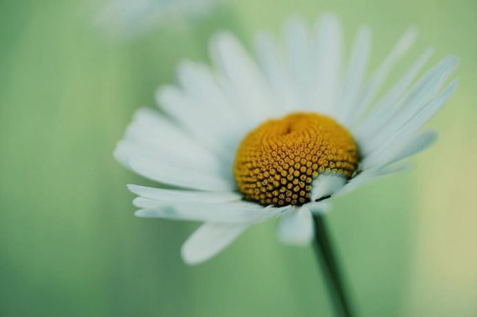 #floral_shots: Beautiful Macro Flower Photography by Christian Mu