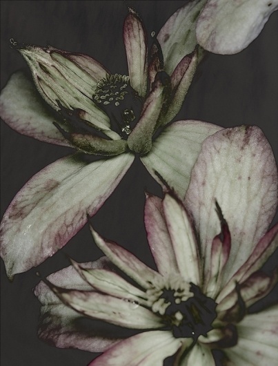 The Secret Life Of Plants on the Behance Network #photography #plants