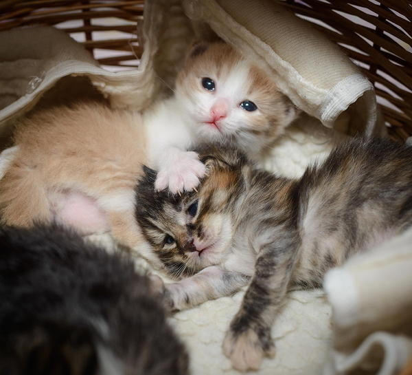 Cats #cat #kittah