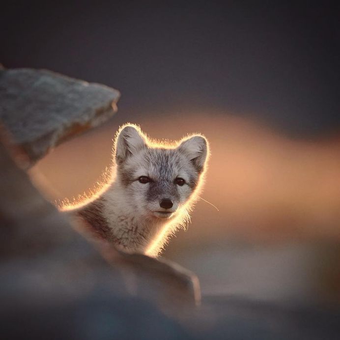 Wildlife Finland: Wild Gray Wolfs, Wolverine and Birds by Niko Pekonen