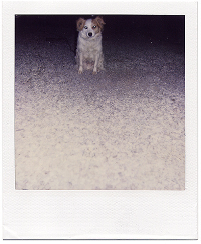 guardo le figure #animals #polaroid #photography #dog