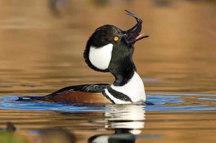 Hooded Merganser