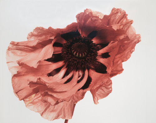 Irving Penn // CALC