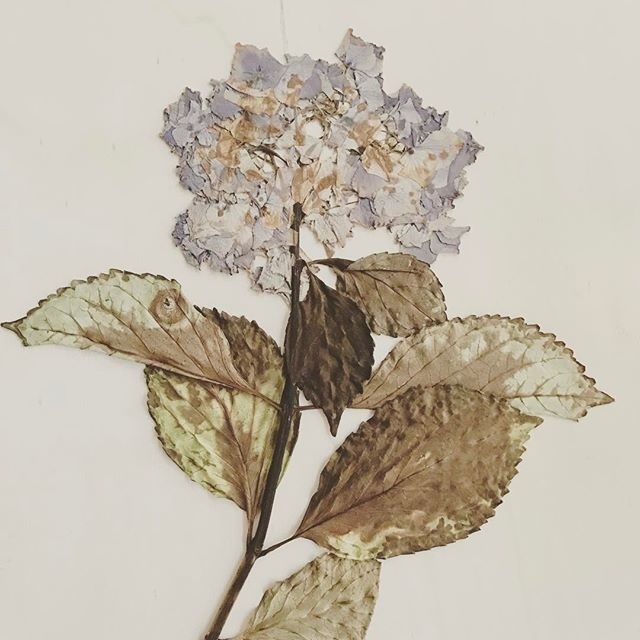 #flowerpress