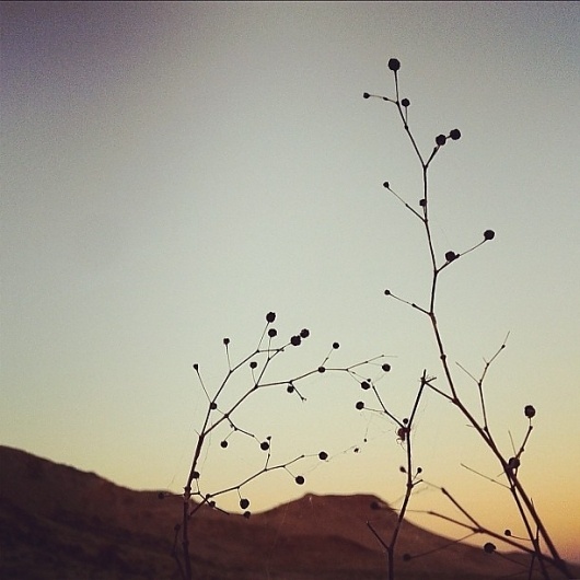 Inkstagram - Photo - see if you can spot the spider #instagram #landscape #iphone #photography #rise #cole