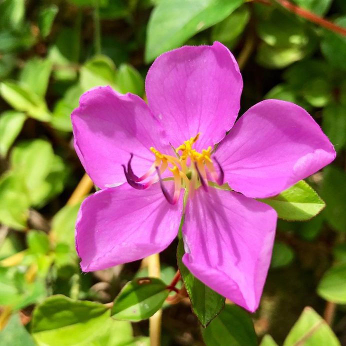 Dissotis Rotundifolia Flower Picture