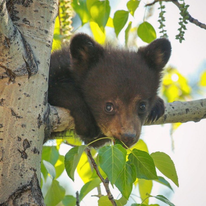 Majestic Portraits of Wild Animals by Simone Heinrich