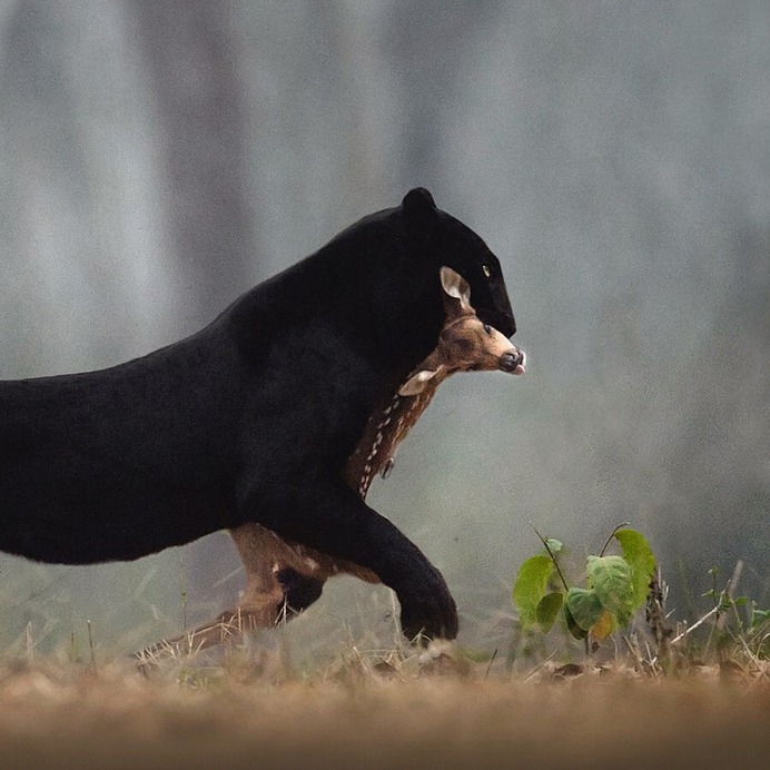Dramatic Portraits of Wildlife Big Cats by Shaaz Jung