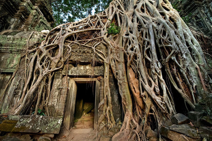 tree-roots-concrete-pavement-5 #root #photography #tree