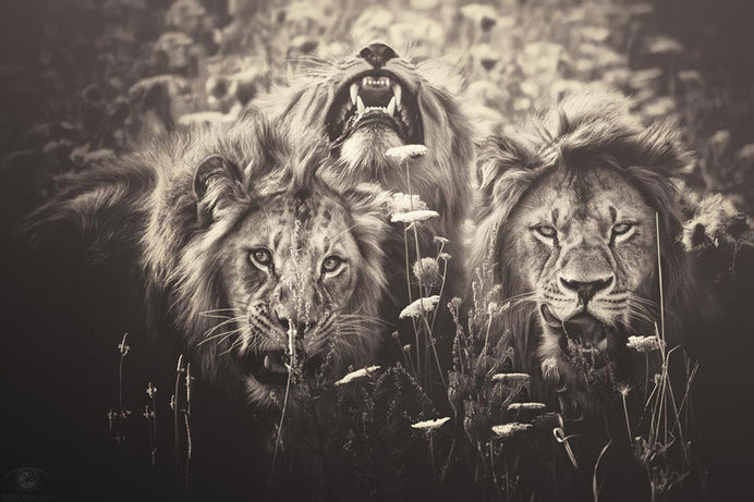 africa-souls-zoo-photography-manuela-kulpa-7 #photography #animals