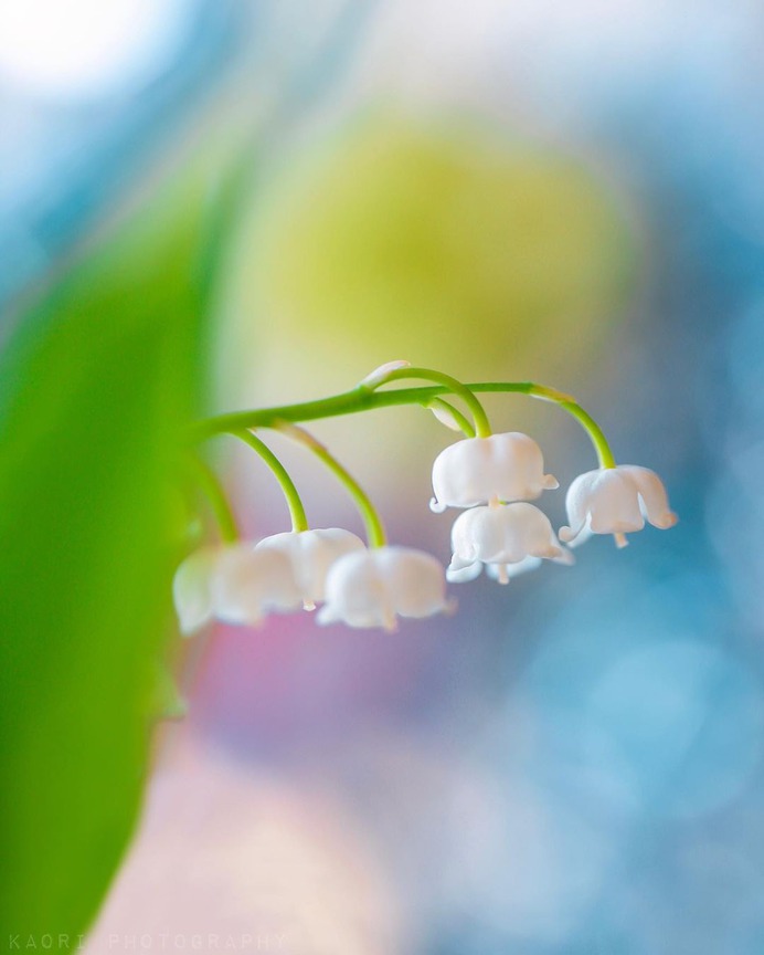 #flora_addict: Adorable Flower and Plant Photography by Kaori Hoshimoto