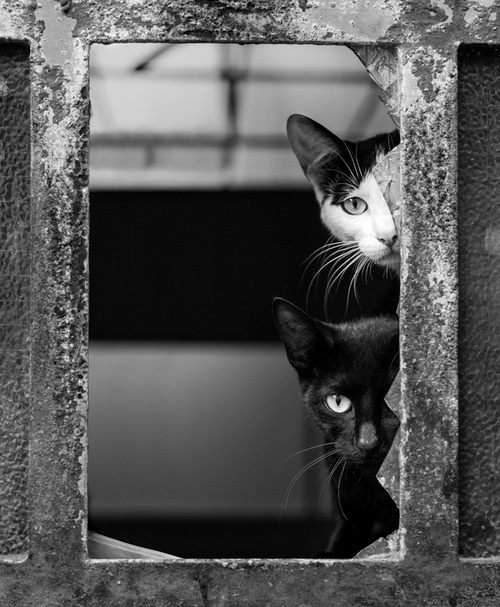 Fotografia de Mário Pereira #white #feline #curiosity #door #black #photography #cats #and #window #animal #pet #beauty