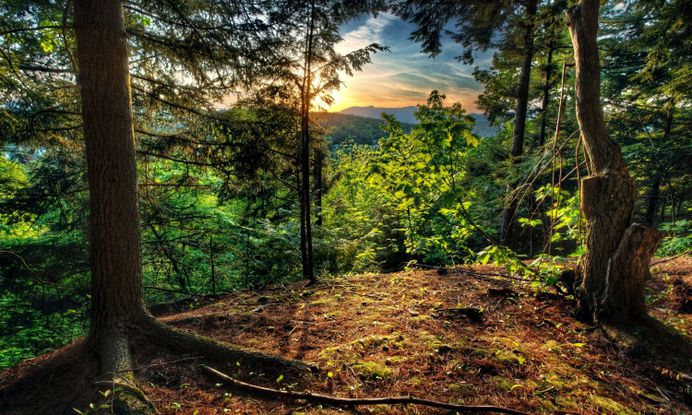 Forest Landscape Sunrise Free Hd Desktop Backgrounds – WallpapersBae