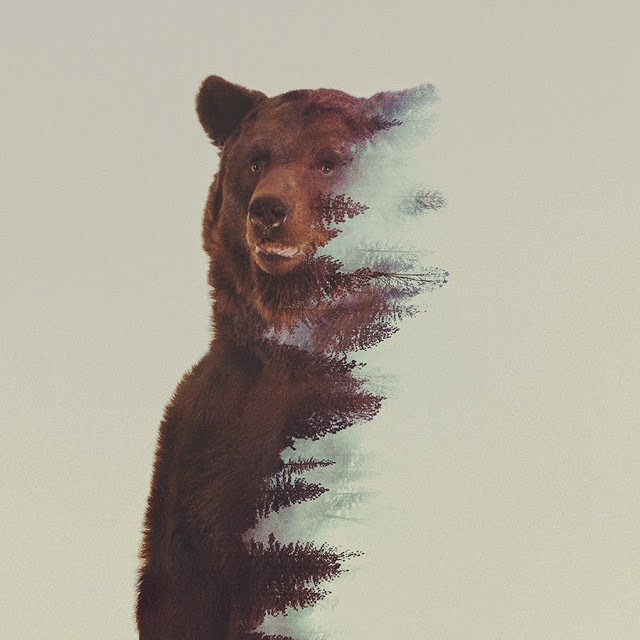 Double Exposure Bear by Andreas Lie