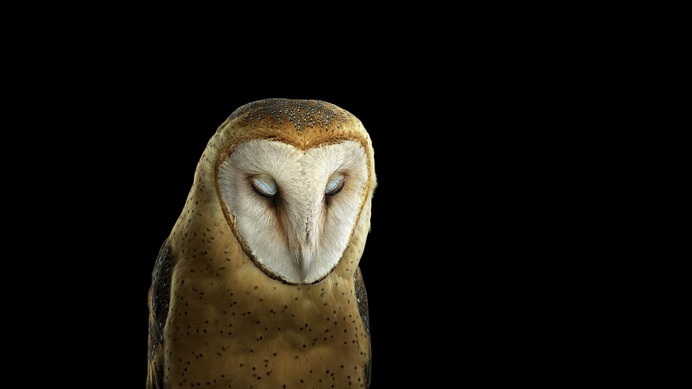 photography-animals-owl-simple-background-wallpaper-d9e0680d615a2d3b66e7a84f407126cd.jpg (1920×1080)