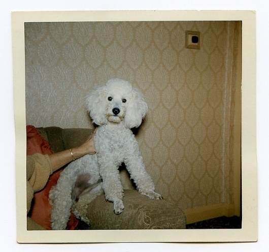 poddle | Flickr - Photo Sharing! #jetpac #unexpectedtales #retro #photography #vintage #magazine #dog