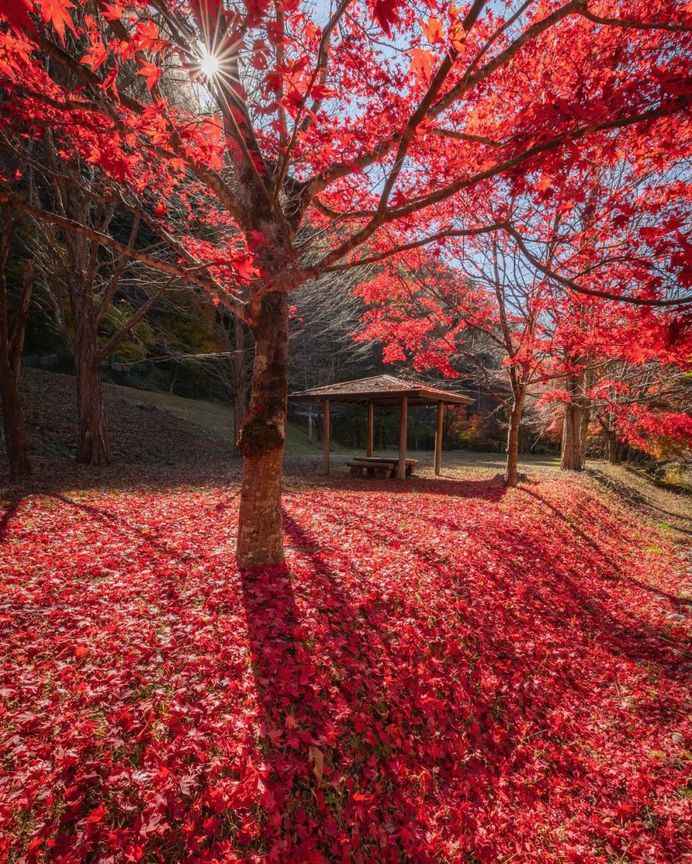 Colorful Autumn in Japan: Landscape Photography by Daisuke Uematsu