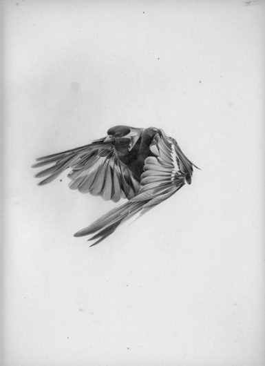 All sizes | Hellovon // #drawing #bird #flying #hello #von #pencil #grey