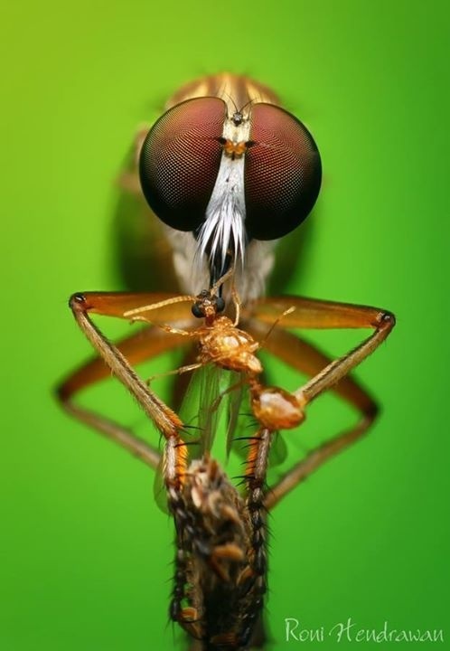 Best Macro Photography of Insects by Roni Hendrawan #macro photography #insects photography