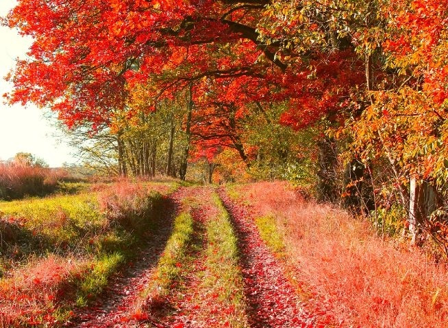 #colorful#red#orange#autumn#trees#