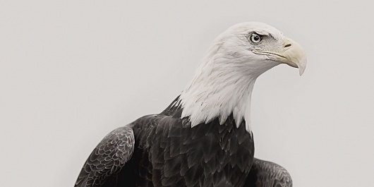 The Collective Loop - powered by FeedBurner #photo #eagle #bird
