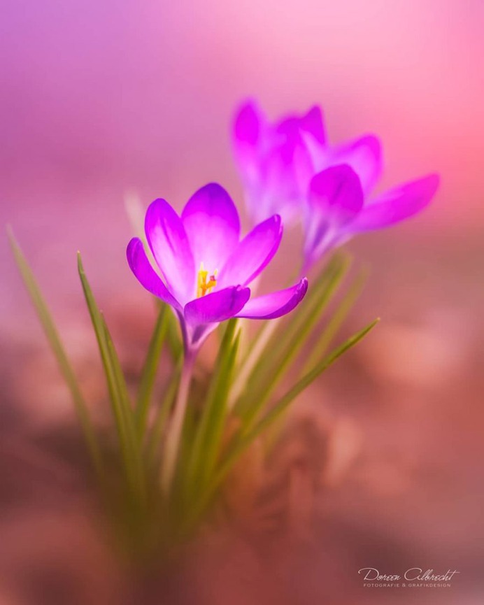 Magical Flowers Photography by Doreen Albrecht