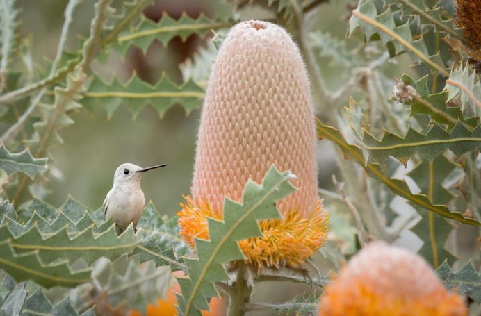 #hummingbird: Magnificent Birds Photography by Elijah Gildea