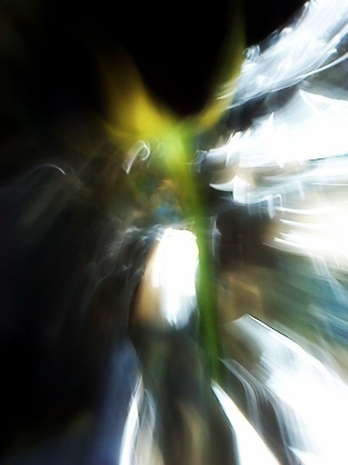 flower #light