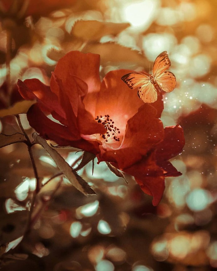 Conceptual and Fine Art Flower Photography by Niloofar Balalami