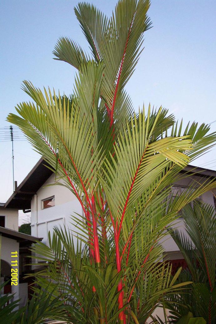 lipstick palm
