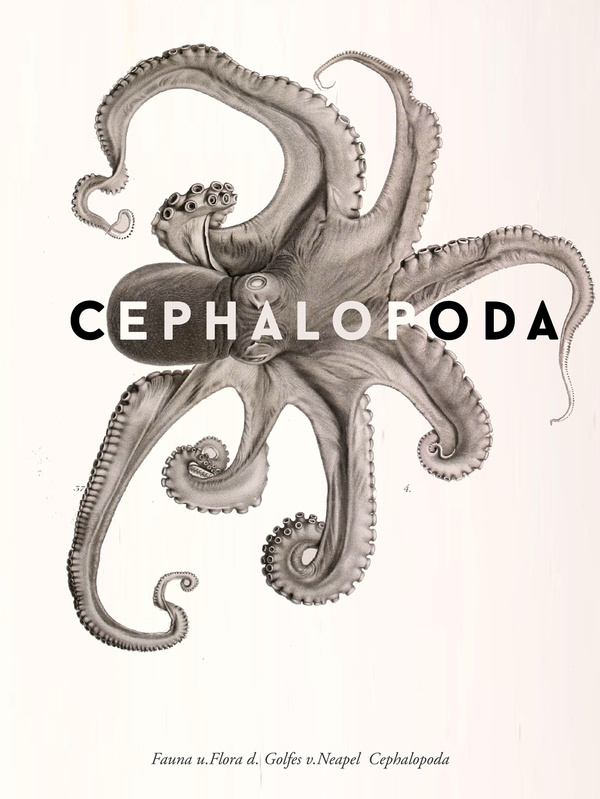 CEPHALOPODA #cephalopoda #sohn #friedlnder #octopus
