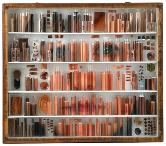 Dissected Portraits Preserved in Specimen Boxes - My Modern Metropolis #specimen #box