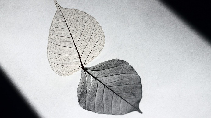 leaf-skeleton-2000x1125.jpg (2000×1125)