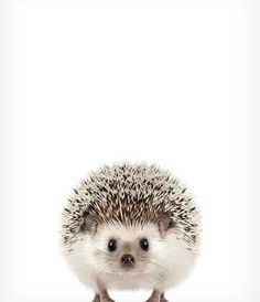 Baby Hedgehog Print