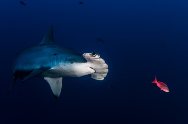 Todd Bretl #inspiration #photography #underwater