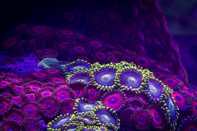 Macro Timelapse Revealing the Gorgeous Colors of Coral