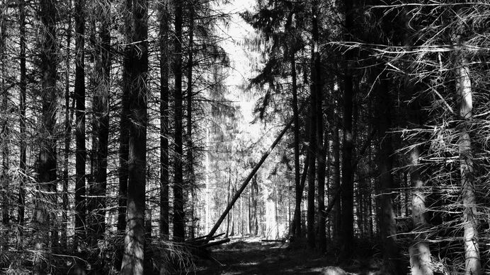 #hambacherforst #forest #treehouse PHOTOGRAPHIE © [ catrin mackowski ]