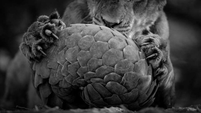 The Wildlife Photographer of the Year 2016 Shortlist
