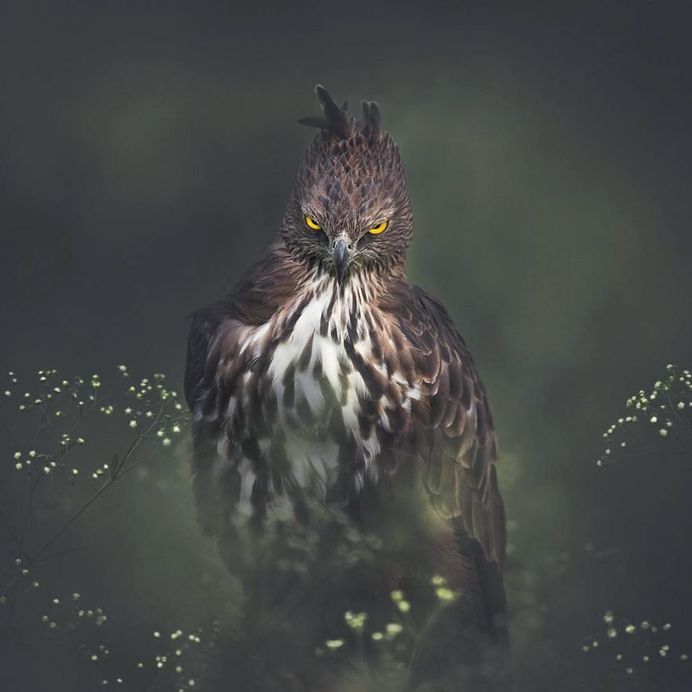 Unforgettable Portraits of Wild Animals by Shaaz Jung