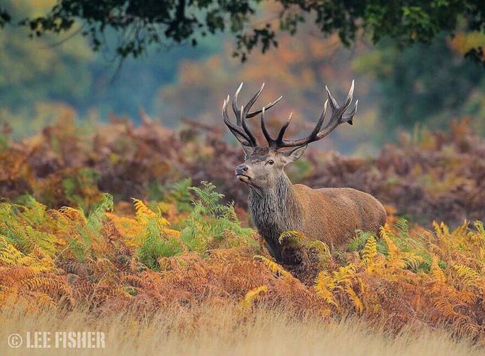 Animal Portraits by British Wildlife Photographer Lee Fisher