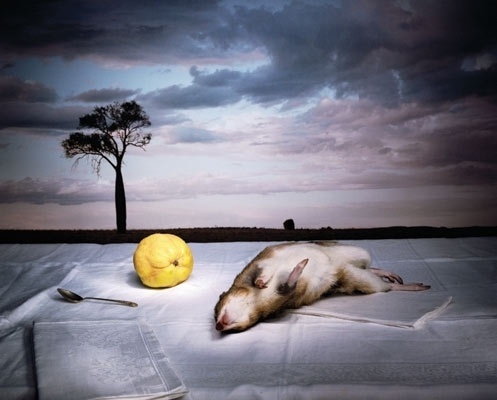 Google Image Result for http://www.qcp.org.au/uploads/images/artists/Marian%2520Drew/Bandicoot.jpg #dead #photography #landscape