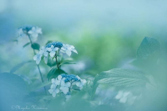 Beautiful Macro Flower Photography by Miyako Koumura