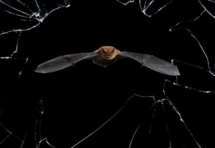 The Wildlife Photographer of the Year 2016 Shortlist