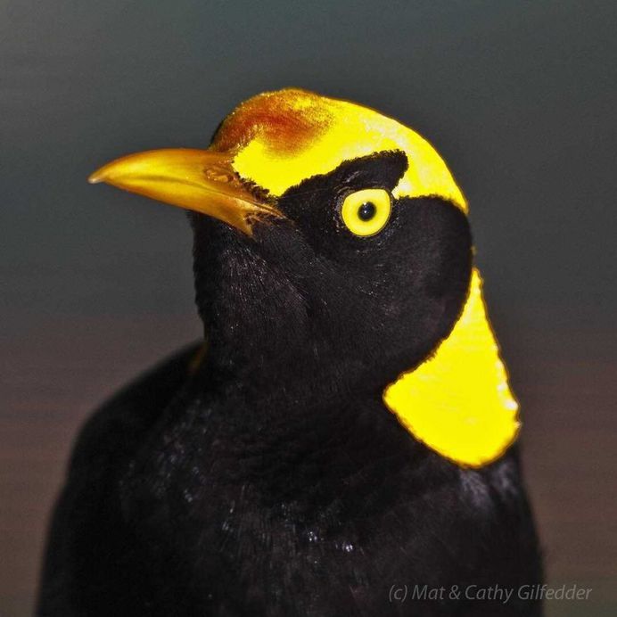 #birdsofinstagram: Spectacular Bird Photography by Mat & Cathy Gilfedder
