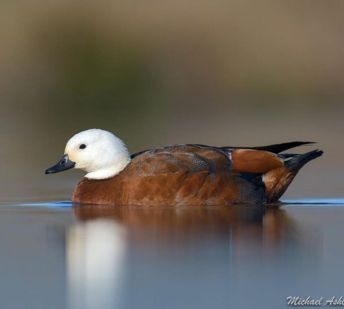#eye_spy_birds: Stunning Birds Photography by Mike Ashbee