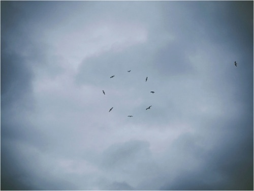 tumblr_ljpkxaMQGB1qz4hjyo1_500.jpg 500×375 pixels #circle #nature #birds #sky