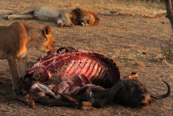 Essdras M Suarez #inspiration #wildlife #photography
