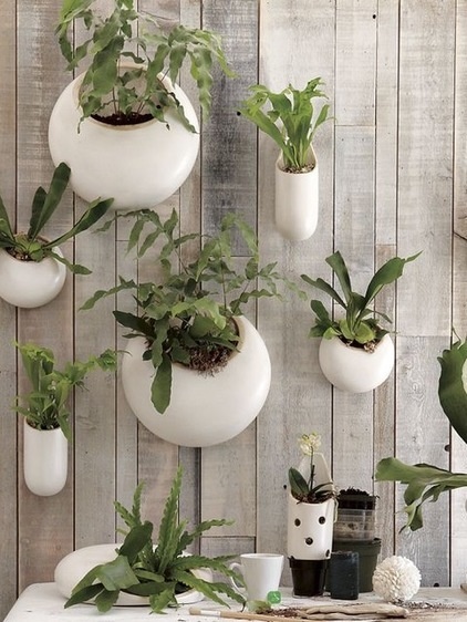#plants #staghorn #fern