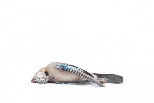 Birds on the Behance Network #dead #blue #photography #bird