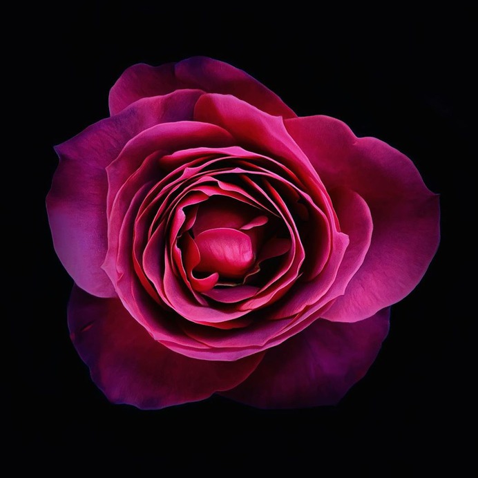 Fascinated iPhone Photos of Flowers by Barbara Nebel